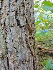 Toxicodendron radicans