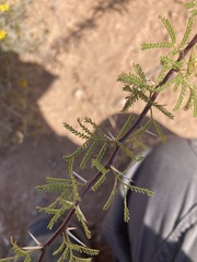 Vachellia vernicosa