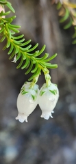 Erica physodes