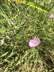 Agalinis heterophylla