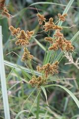Cyperus glomeratus