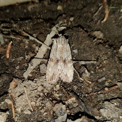 Lithophane patefacta