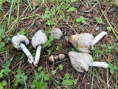 Coprinopsis atramentaria