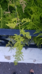 Asparagus setaceus