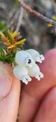 Erica physodes