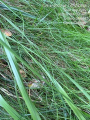 Festuca rubra