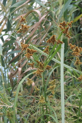 Cyperus glomeratus