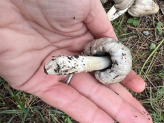 Coprinopsis atramentaria