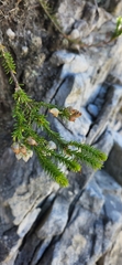 Erica physodes