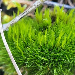 Flexitrichum flexicaule