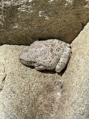 Pseudacris cadaverina