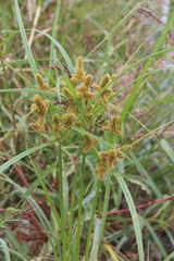 Cyperus glomeratus