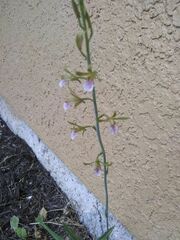 Eulophia graminea