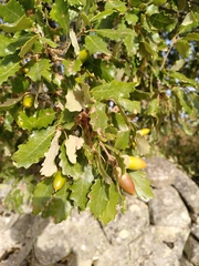 Quercus faginea