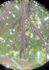 Accipiter