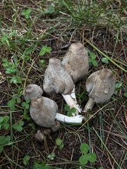 Coprinopsis atramentaria