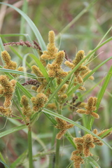 Cyperus glomeratus