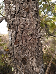 Quercus faginea