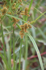Cyperus glomeratus