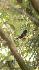 Trogon rufus