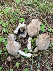 Coprinopsis atramentaria