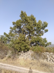 Quercus faginea