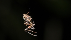 Wagneriana