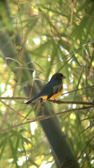 Trogon rufus