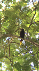 Psarocolius montezuma