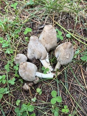 Coprinopsis atramentaria
