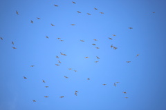 Buteo platypterus