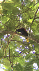 Psarocolius montezuma