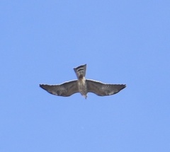 Ictinia mississippiensis