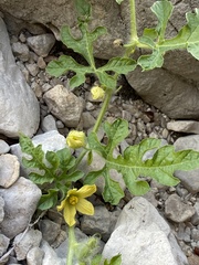 Cucumis melo