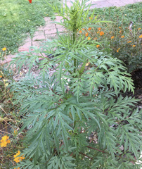 Tagetes erecta