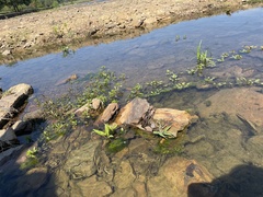 Ludwigia peploides glabrescens
