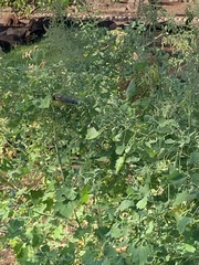 Crithagra mozambica