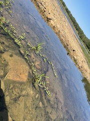 Ludwigia peploides glabrescens