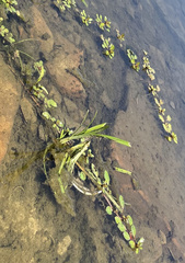 Ludwigia peploides glabrescens