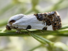 Tarache tetragona