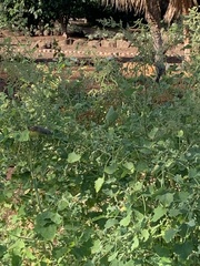 Crithagra mozambica