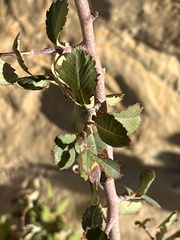 Amelanchier utahensis