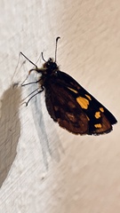 Metisella metis