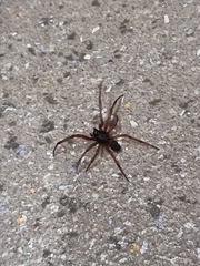Steatoda nobilis