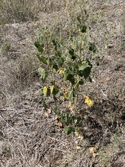 Allowissadula holosericea