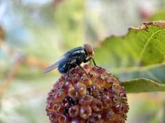 Cochliomyia