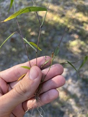 Kellochloa verrucosa