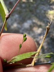 Kellochloa verrucosa