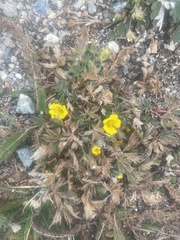 Potentilla concinna