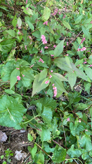 Persicaria longiseta